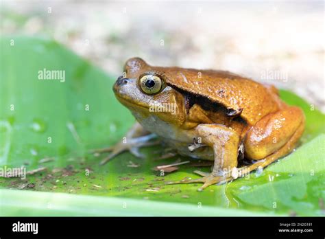 Dyscophus Guineti False Tomato Frog Or The Sambava Tomato Frog Is A