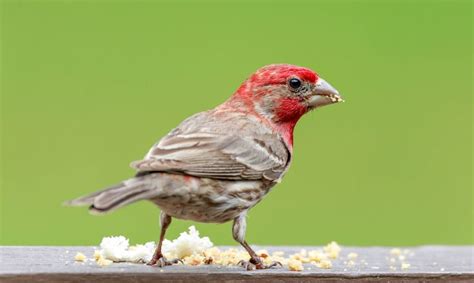What kind of feeders do Finches like - Wildlifeful