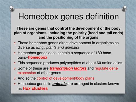 Ppt Genes And Body Plans Powerpoint Presentation Free Download Id