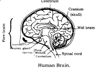 1. Draw a neat diagram of human brain and Label Medulla and Cerebellum