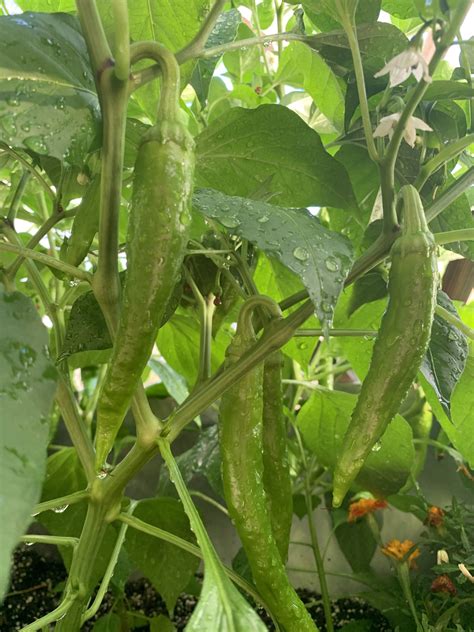 growing peppers    hot
