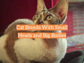 cat breeds archives kittenwiki