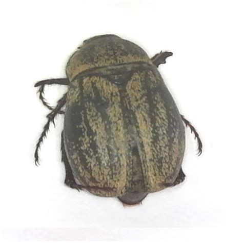 - May Beetle #Phyllophaga lanceolata
