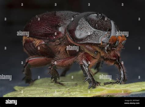 Closeup Shot Of Female Rhinoceros Beetle Stock Photo Alamy
