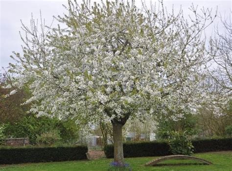 Cerisier Van Un Arbre Pour Mon Quartier