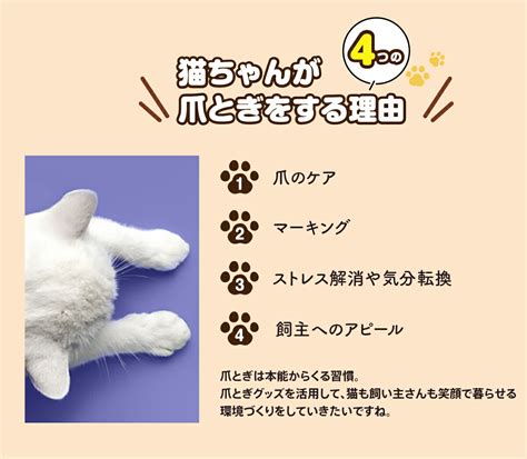 【楽天市場】爪とぎ 円型タイプ Mサイズ 爪とぎおもちゃ ねこ ダンボール 猫型 爪とぎ台 爪研ぎトンネル 爪研ぎ カスが出にくい 可愛い