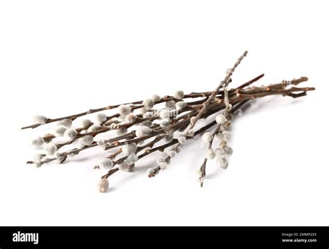 Pussy Willow Branches Isolated On White Background Stock Photo Alamy