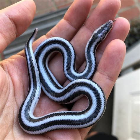 Anery Magdalena Plains Rosy Boa By Bajaboas Morphmarket