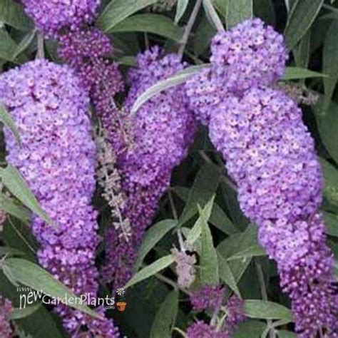 Buddleia Nanho Blue Butterfly Bush New Garden Plants