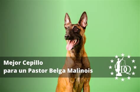 Mejor Cepillo Para Un Pastor Belga Malinois