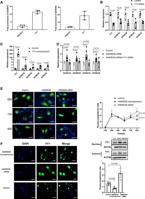 Ankrd Is Involved In Hypertension By Altering Expression Of Enac