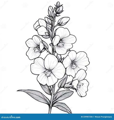 A Angelonia, Black and White Handdrawn Sketch, Isolated on Solid White