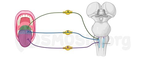 Cranial nerve pathways | Osmosis