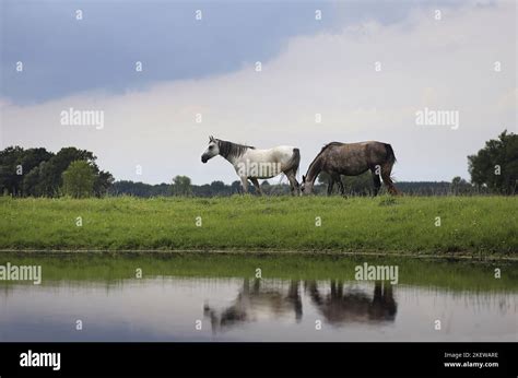 Shagya Arabian Horses Stock Photo Alamy