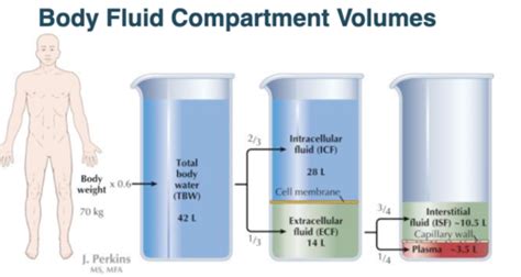 Lecture 7 Body Fluids Osmosis And Tonicity Flashcards Quizlet