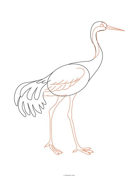 Как нарисовать журавля поэтапно? 🖌 Рисунки карандашом поэтапно