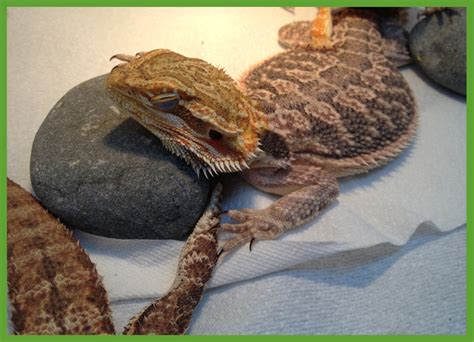 Shedding - Bearded Dragon Lady