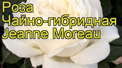Роза чайно-гибридная Жанн Моро. Краткий обзор, описание характеристик ...