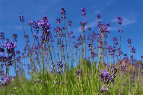 Lavender And Blue Sky Stock Image Image Of Holiday 187825571
