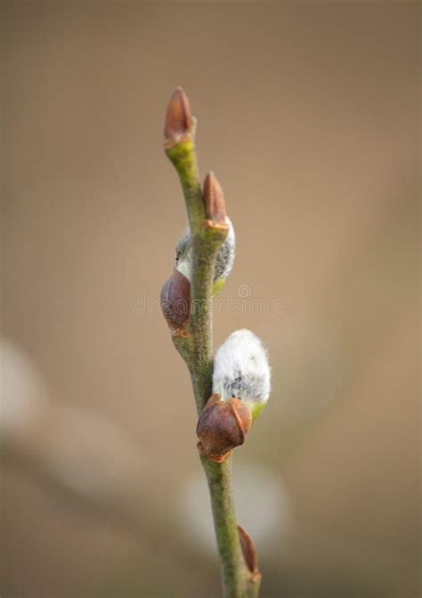 A Branch Of Great Sallow Pussy Willow Goat Willow Salix Caprea With Furry Catkins In Early