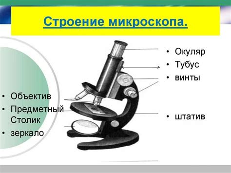 Строение светового микроскопа таблица - 79 фото