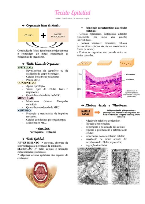 SOLUTION Resumo Do Tecido Epitelial Studypool
