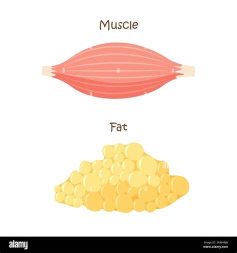 Muscle and fat tissue icon. Muscles mass gain, weight loss, diet ...