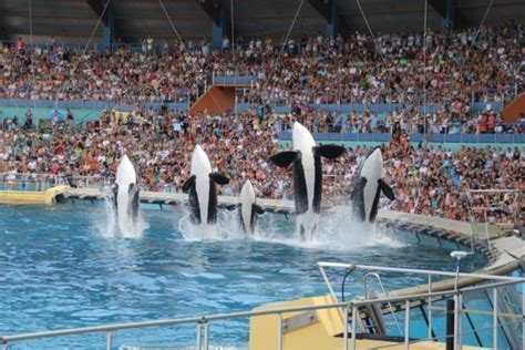 Pr S De Nice Le Parc Marineland Annonce Fermer D Finitivement Voici