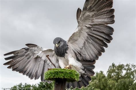 Chilean Blue Eagle By Cimagery Ephotozine