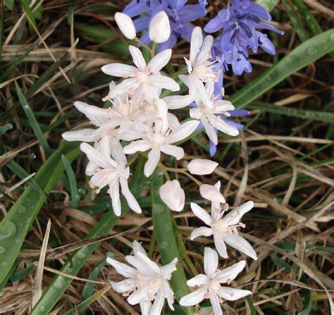 Мелколуковичные многолетники фото и их названия (Много фото!) - artshots.ru