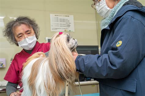 犬の僧帽弁閉鎖不全症ってどんな病気？症状や治療法を解説｜獣医師コラム 富山県射水市の動物病院なら吉田動物病院