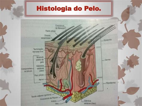 Sistema Tegumentar Pelos