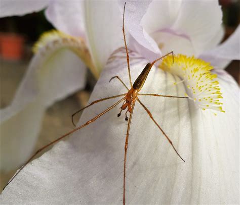 Long-jawed Orbweb Spider Tetragnatha striata | Cradley, Malv… | Flickr