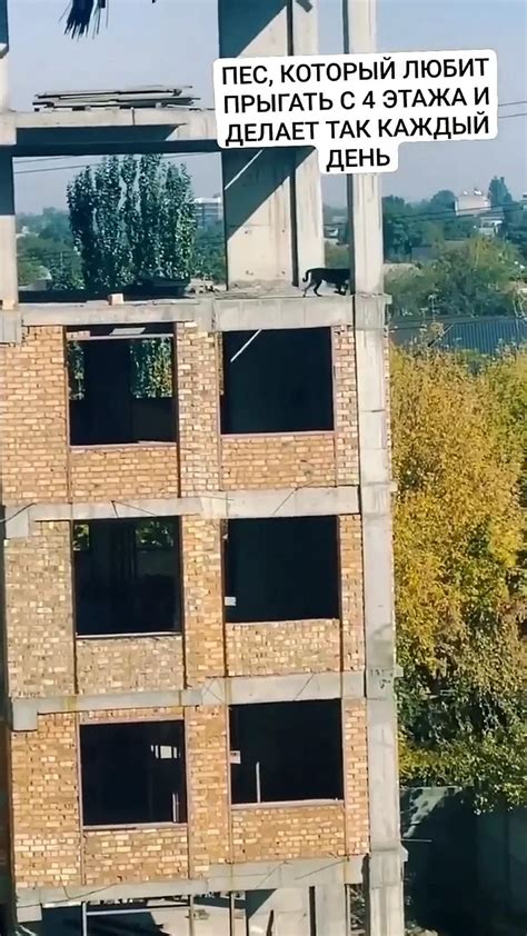 A video of a dog allegedly jumping from the 5th floor and walking on