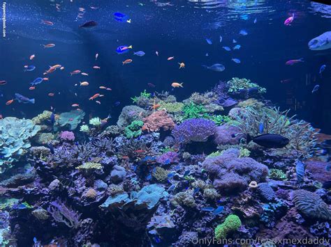 Feedxmexdaddy Nude OnlyFans Leaks Fappening FappeningBook