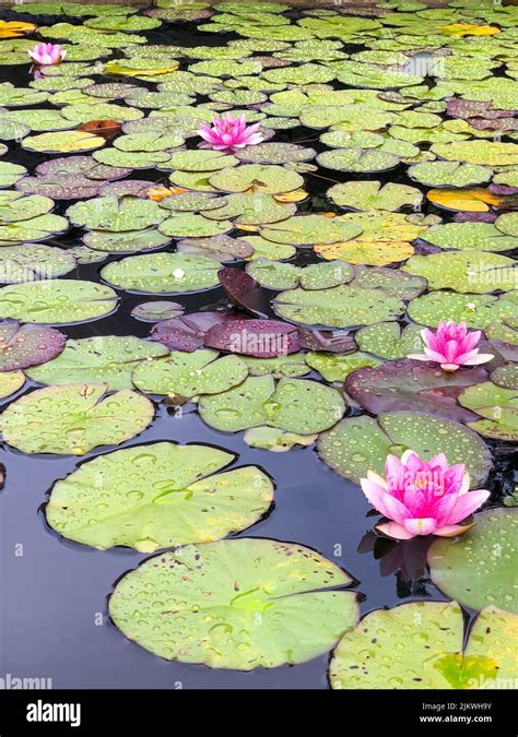 Blooming water lily on water. Densely growing water lily. Pink water ...
