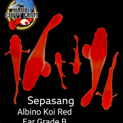 Jual Ikan Guppy Albino Koi Red Ear Grade B Genetic King Koi Sepasang