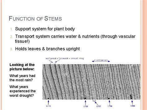 Plant Biology Intro Unit 5 Plant Anatomy Growth