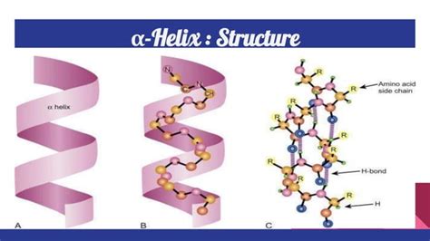 Secondary Structure Of Proteins Ppt