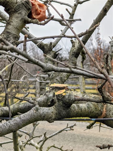 Pruning Apple Trees - The Martha Stewart Blog