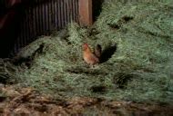 Naked Wendy Winders In Southern Comforts