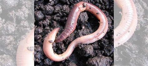 Черви для рыбалки купить в Калининграде | Хобби и отдых | Авито