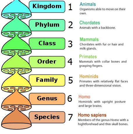 NCERT Class 9 Science Solutions Chapter 7 Diversity In Living