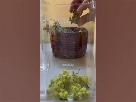 🫖 Желчегонный чай - YouTube