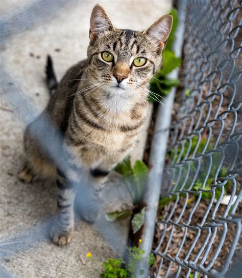 Find Your New Best Friend By Visiting The Chenango Spca Norwich Ny To See The Latest Adoptable Pets 1