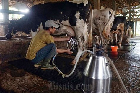 Wabah PMK Merebak Keran Impor Daging Sapi Jelang Puasa Bakal Dibuka