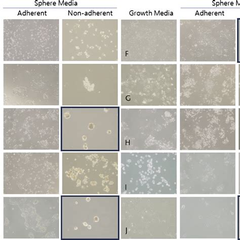 Sphere Formation Assay With Different Cell Lines Cell Lines Including Download Scientific