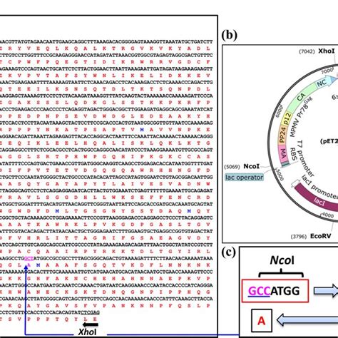 A Schematic Representation Of A Simplistic Model Of Retroviral