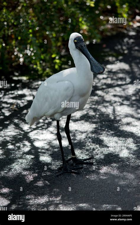 the royal spoonbill is a large white sea bird with a black bill that ...