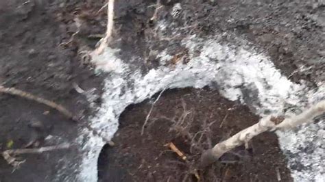 Посадка Грецкого ореха Весной, правильная посадка - walnut from ...